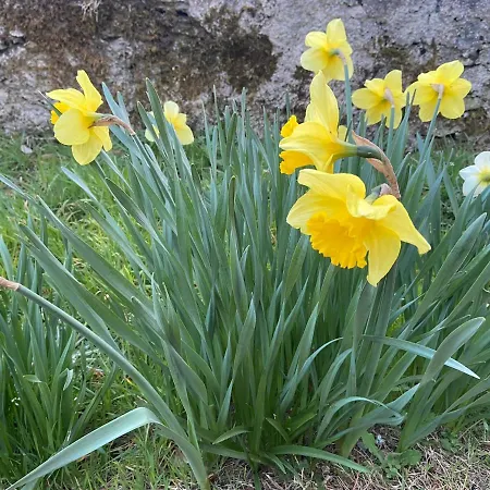 Daffodil Sligo